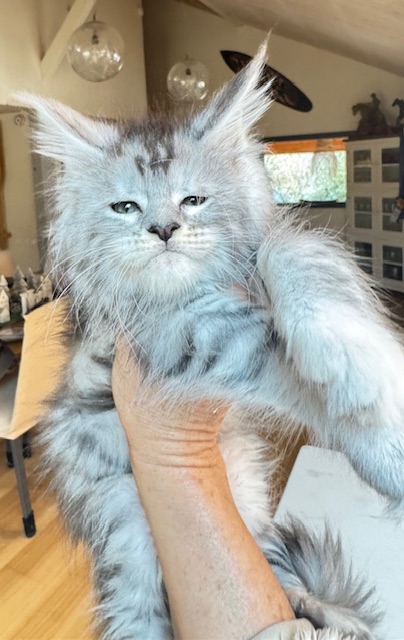 Alaska Snow  Chatterie MAKATEA Maine Coon