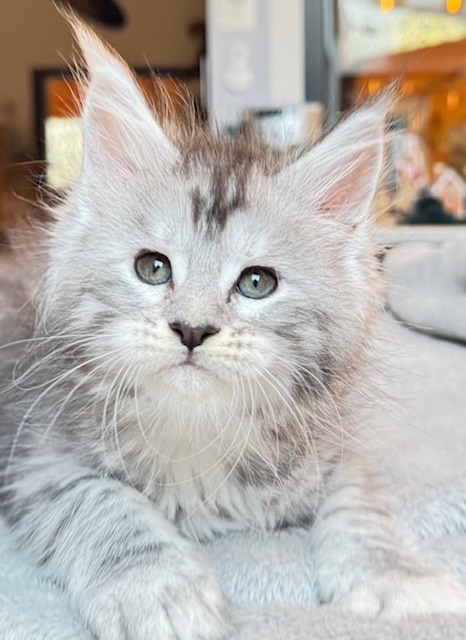Alaska Snow  Chatterie MAKATEA Maine Coon