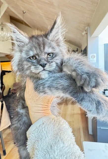 Alaska Frost Chatterie MAKATEA Maine Coon