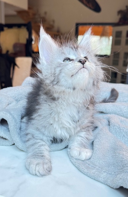 Alaska Snow  Chatterie MAKATEA Maine Coon