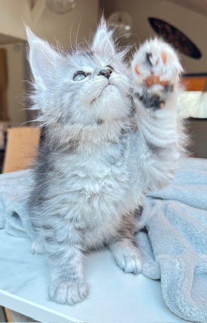 Alaska Snow  Chatterie MAKATEA Maine Coon