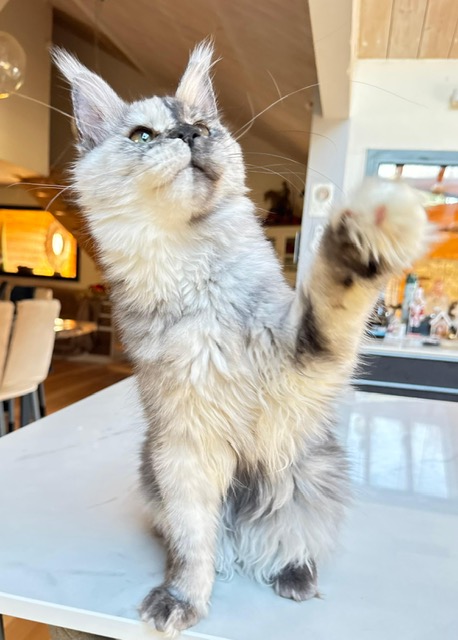 Makatea Azalée Chatterie MAKATEA Maine Coon