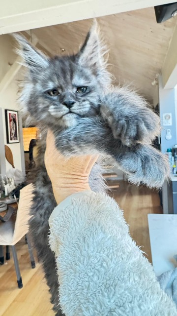 Alaska Frost Mâle Maine coon né le 11/11/2025. Chatterie Maine coon Makatea
