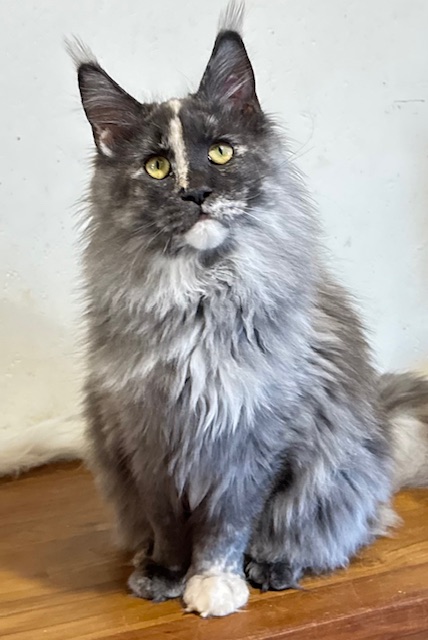 Makatea Angy Femelle Maine coon née le 29/05/2025.  Reproducteur   Chatterie Maine coon Makatea 