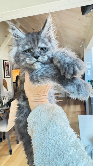 Alaska Frost Chatterie MAKATEA Maine Coon