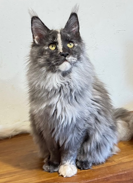 Makatea Angy Chatterie MAKATEA Maine Coon