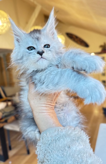 Avalanche  Chatterie MAKATEA Maine Coon