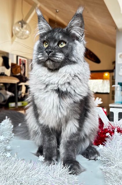 Makatea Aby  Chatterie MAKATEA Maine Coon