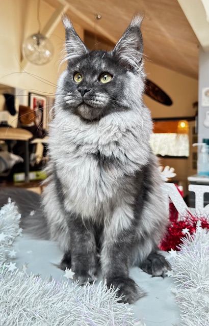 Makatea Aby  Chatterie MAKATEA Maine Coon