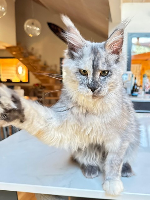 Makatea Azalée Chatterie MAKATEA Maine Coon