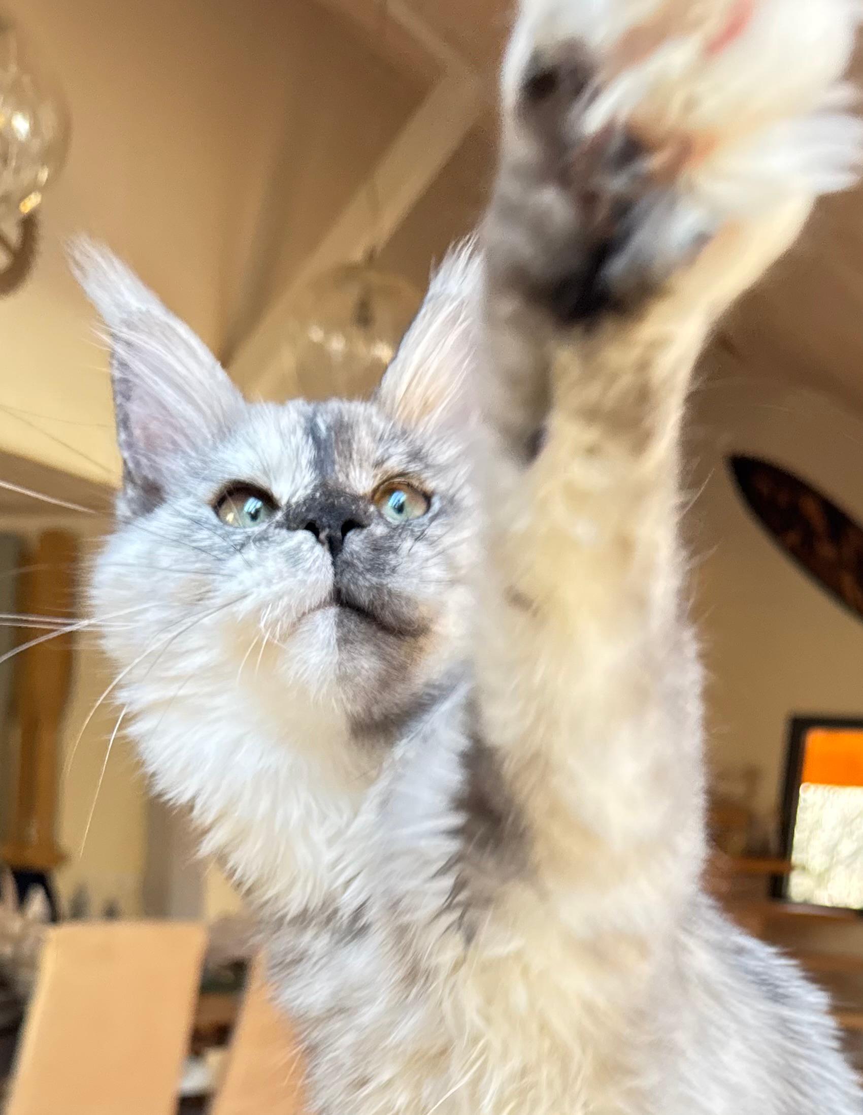 Makatea Azalée Chatterie MAKATEA Maine Coon