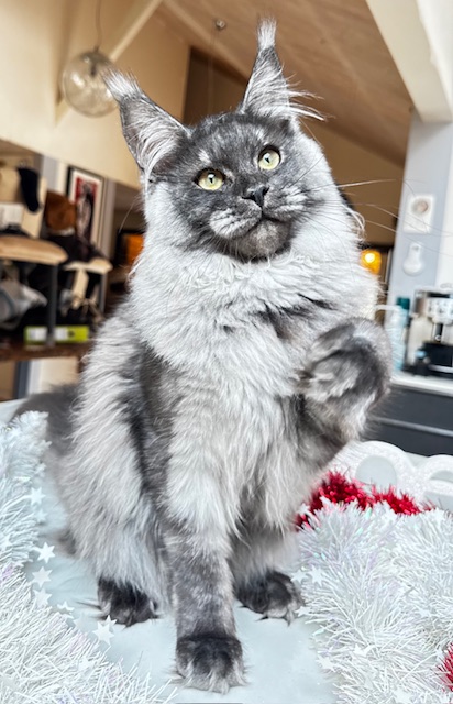 Makatea Aby  Chatterie MAKATEA Maine Coon