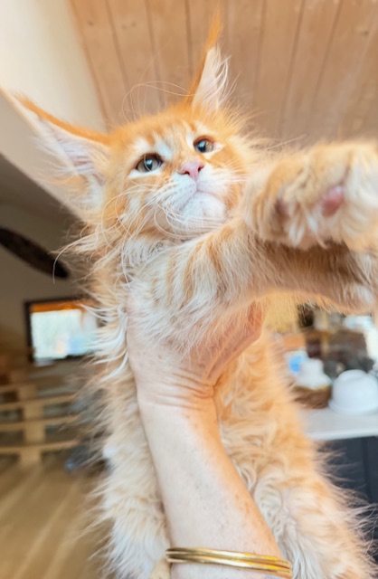 Aloha Chatterie MAKATEA Maine Coon