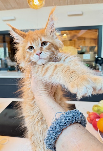 Aloha Chatterie MAKATEA Maine Coon