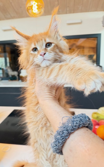 Aloha Femelle Maine coon née le 27/11/2025.  Disponible à l'adoption   Chatterie Maine coon Makatea