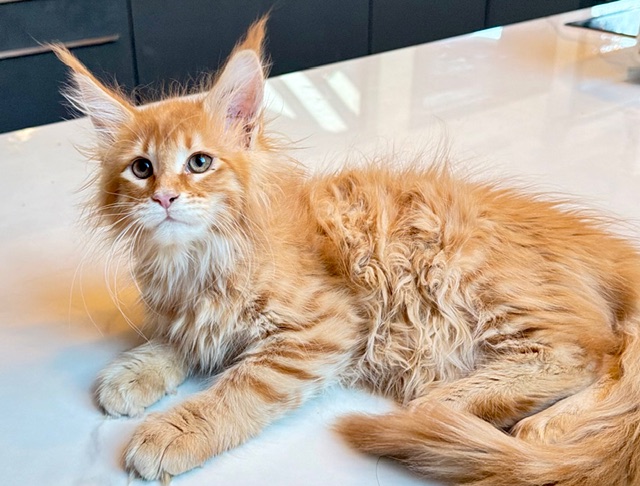 Aloha Chatterie MAKATEA Maine Coon