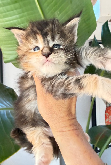 Bali  Chatterie MAKATEA Maine Coon