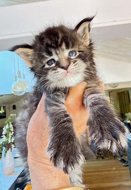 Barbossa El Capitan  Chatterie MAKATEA Maine Coon