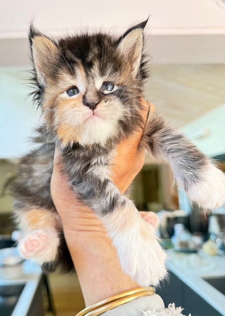Bali Femelle Maine coon née le 26/03/2026.     Chatterie Maine coon Makatea
