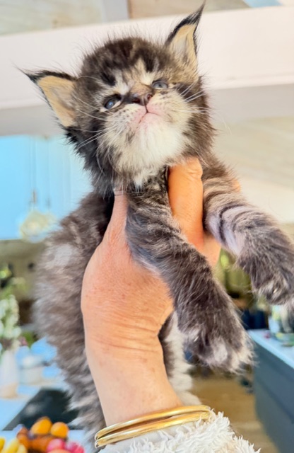 Barbossa El Capitan  Chatterie MAKATEA Maine Coon