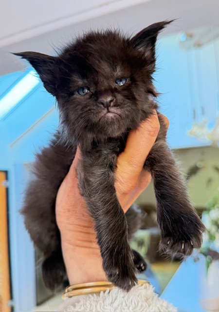 Berlioz  Chatterie MAKATEA Maine Coon