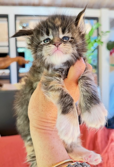 Baya  Chatterie MAKATEA Maine Coon