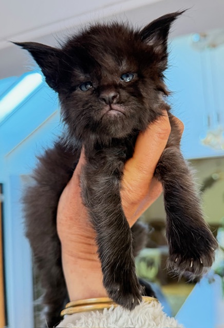 Berlioz Mâle Maine coon né le 26/03/2026.  Disponible à l'adoption   Chatterie Maine coon Makatea