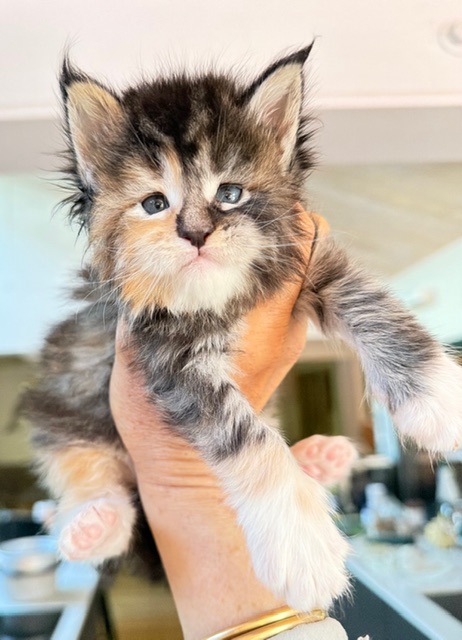 Bali  Chatterie MAKATEA Maine Coon