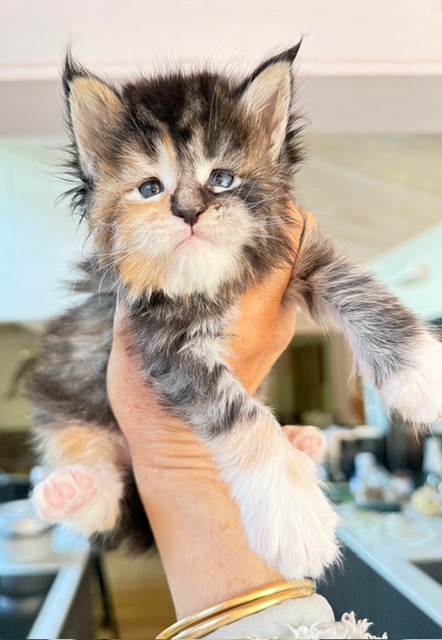 Bali  Chatterie MAKATEA Maine Coon