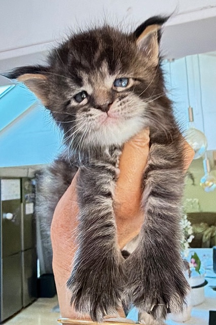 Barbossa El Capitan  Chatterie MAKATEA Maine Coon