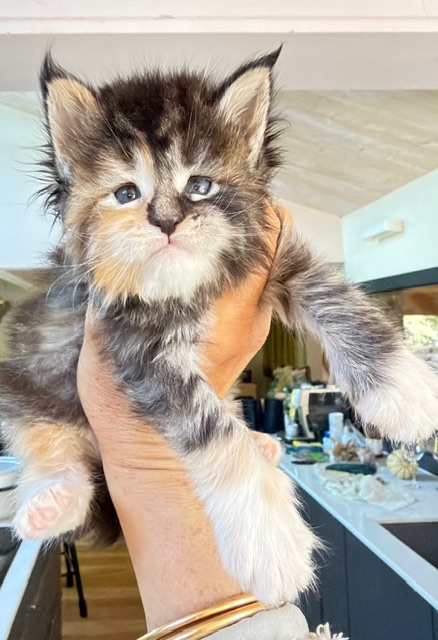 Bali  Chatterie MAKATEA Maine Coon