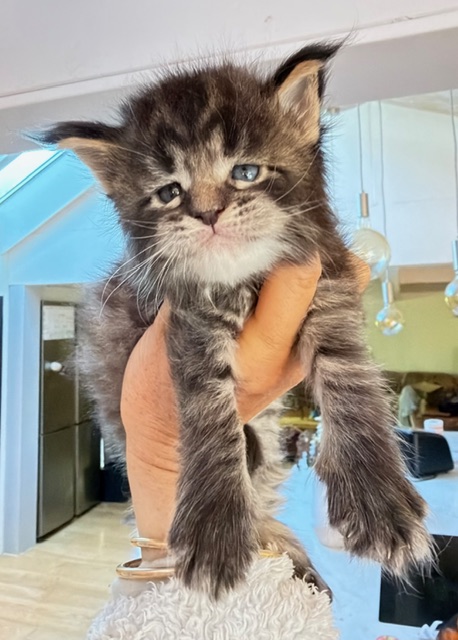 Barbossa El Capitan  Chatterie MAKATEA Maine Coon
