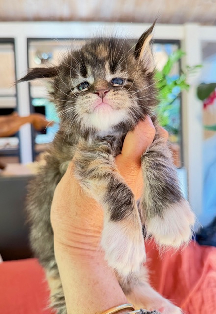 Baya  Chatterie MAKATEA Maine Coon