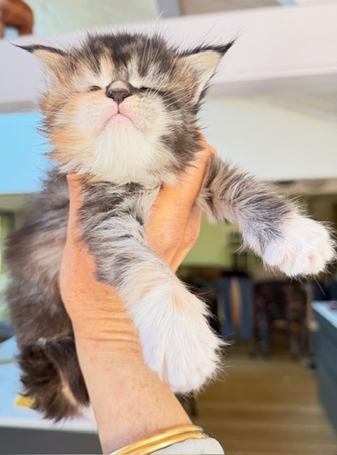 Bali  Chatterie MAKATEA Maine Coon