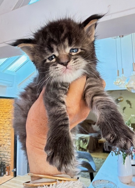 Barbossa El Capitan Mâle Maine coon né le 26/03/2026.  Disponible à l'adoption   Chatterie Maine coon Makatea