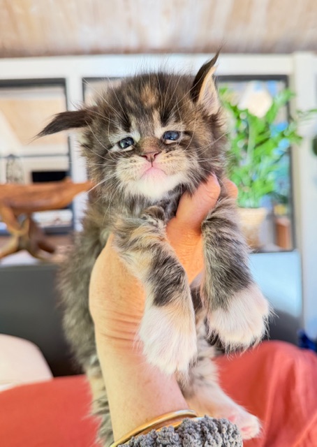 Baya  Chatterie MAKATEA Maine Coon