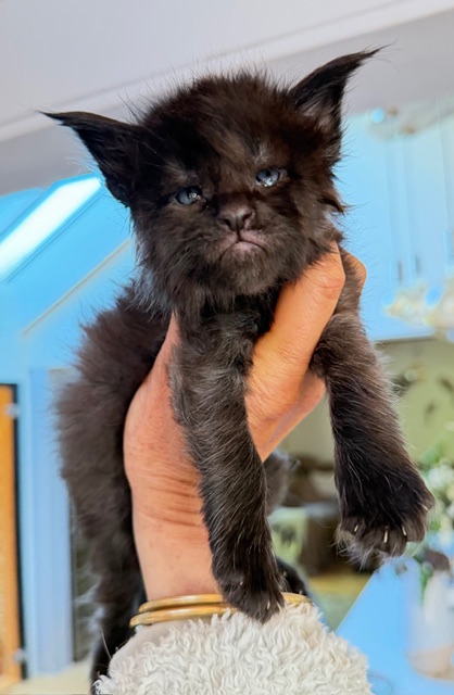 Berlioz  Chatterie MAKATEA Maine Coon