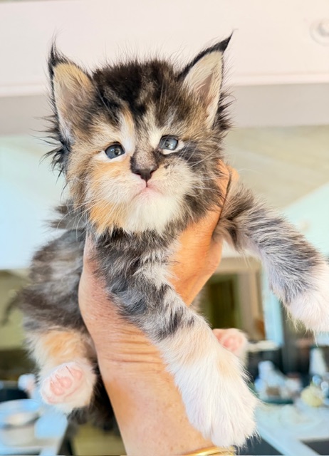 Bali  Chatterie MAKATEA Maine Coon