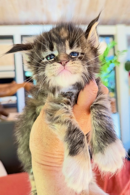 Baya  Chatterie MAKATEA Maine Coon