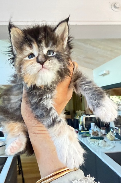 Bali  Chatterie MAKATEA Maine Coon