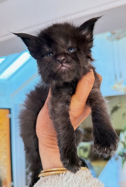 Berlioz  Chatterie MAKATEA Maine Coon