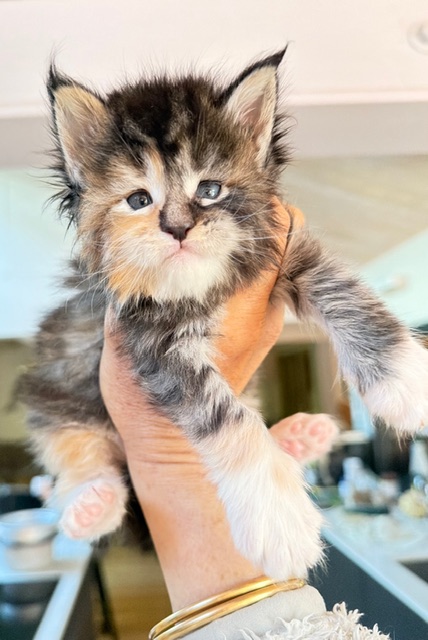 Bali  Chatterie MAKATEA Maine Coon