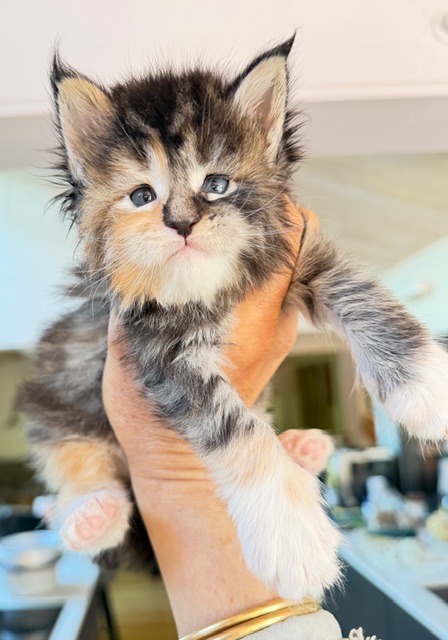 Bali  Chatterie MAKATEA Maine Coon