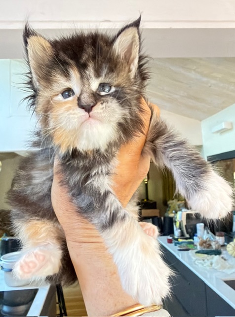 Bali  Chatterie MAKATEA Maine Coon