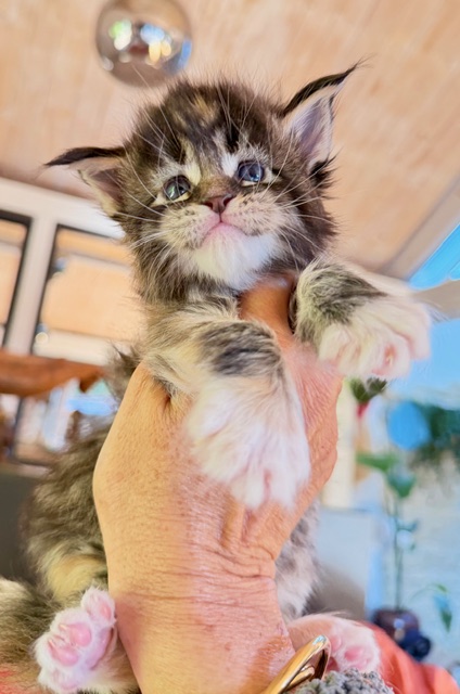 Baya  Chatterie MAKATEA Maine Coon