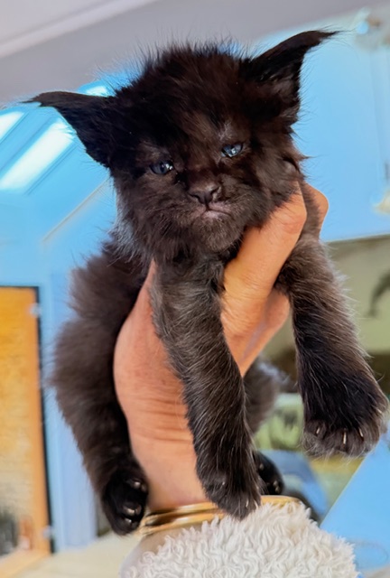 Berlioz  Chatterie MAKATEA Maine Coon