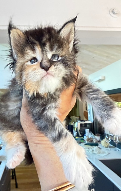 Bali  Chatterie MAKATEA Maine Coon