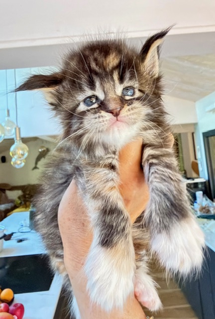 Baya  Chatterie MAKATEA Maine Coon