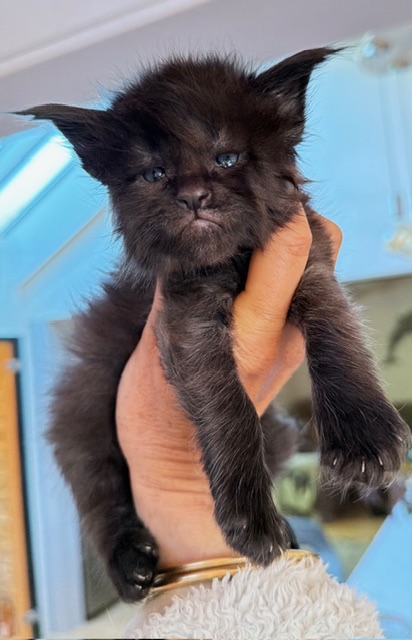 Berlioz  Chatterie MAKATEA Maine Coon