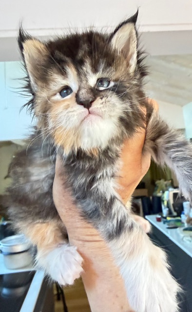 Bali  Chatterie MAKATEA Maine Coon